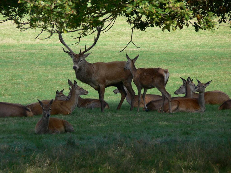 Start the day with a stroll in Richmond Park