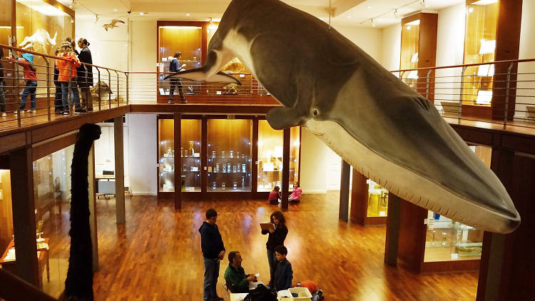 Museu Nacional de História Natural e da Ciência