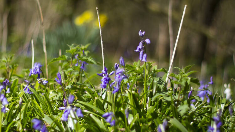 Epping Forest’s Oak Trail