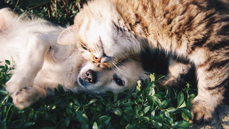 The best pet shops in Singapore