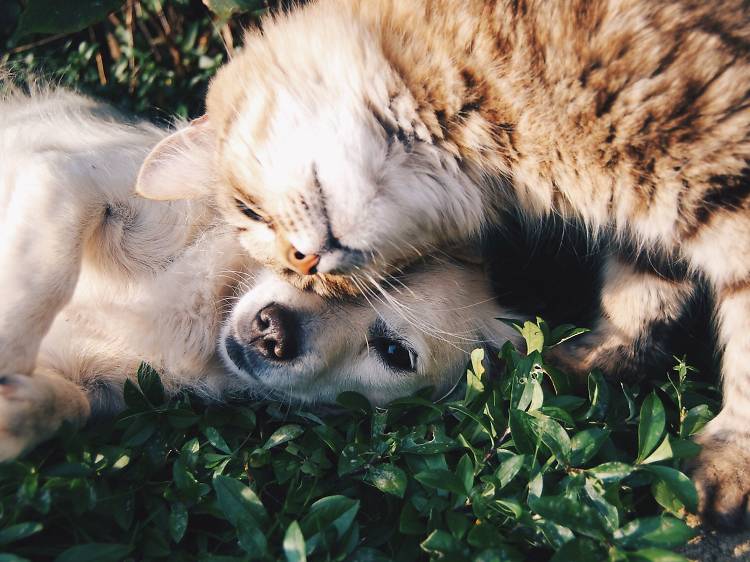 The best pet shops in Singapore