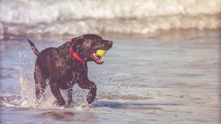 Praias pet friendly perto de Lisboa para brincadeiras dentro e fora de água