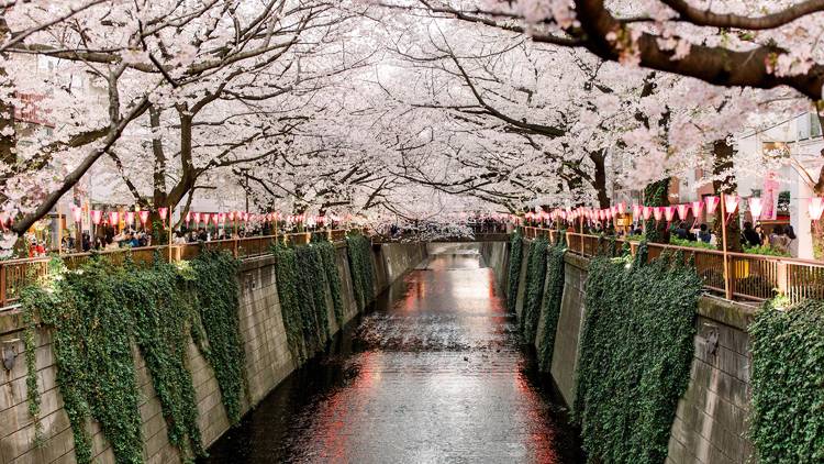 Watch now: These 360-degree cherry blossom VR videos are incredibly soothing
