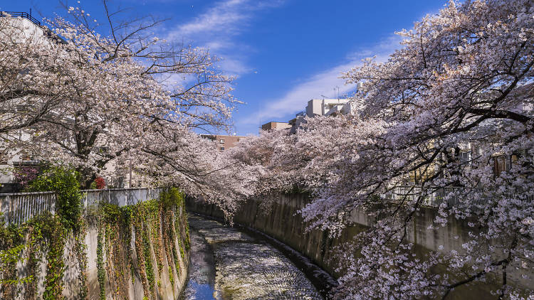 These are the less crowded places in Tokyo for cherry blossoms