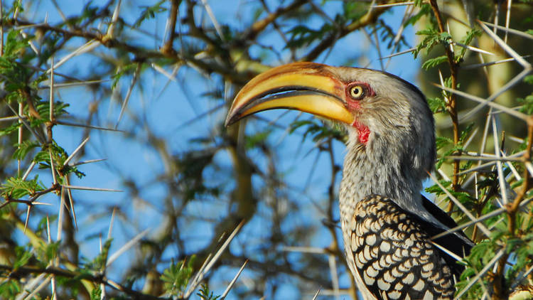 Tembe Elephant Park