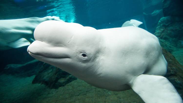 Georgia Aquarium