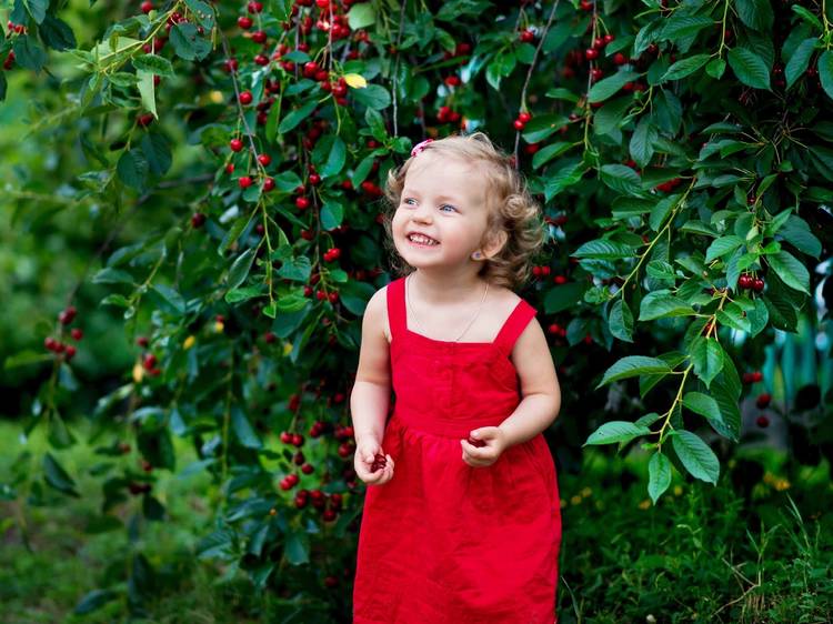 Visit these farms for cherry picking season in New York
