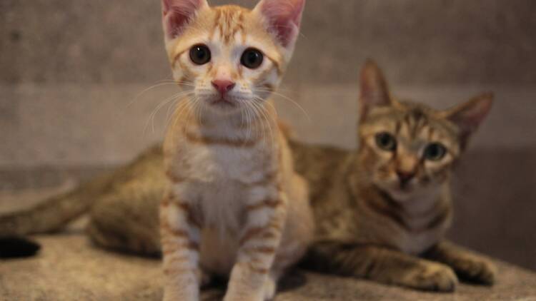 Keepcats Keepcats