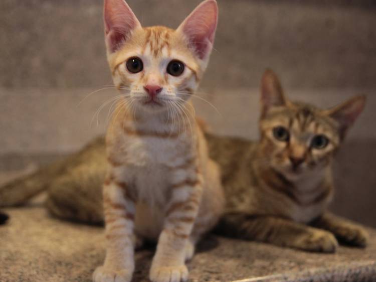 Keepcats Keepcats