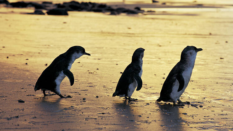 Peek the penguin parade at Phillip Island