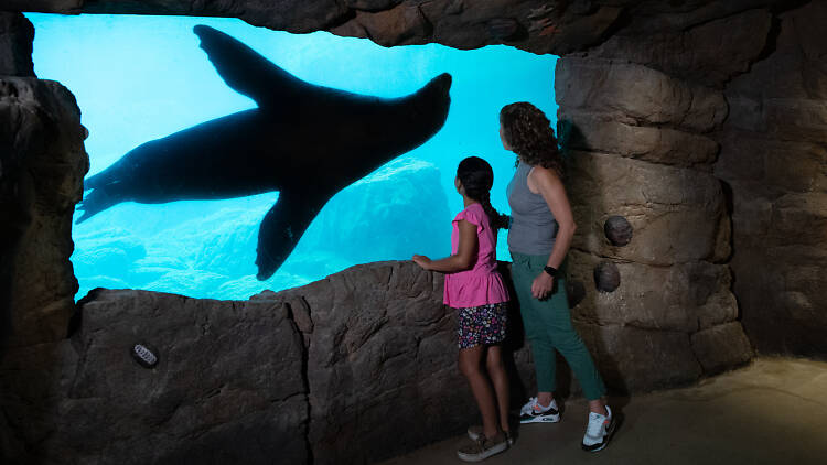 The full New York Aquarium