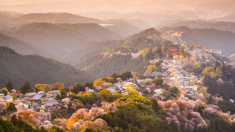 14 best places to see cherry blossoms in Japan – with 2025 dates