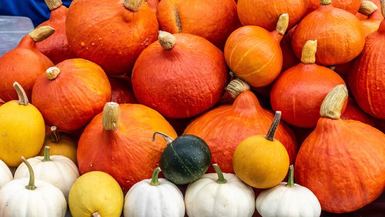 Go pumpkin picking!