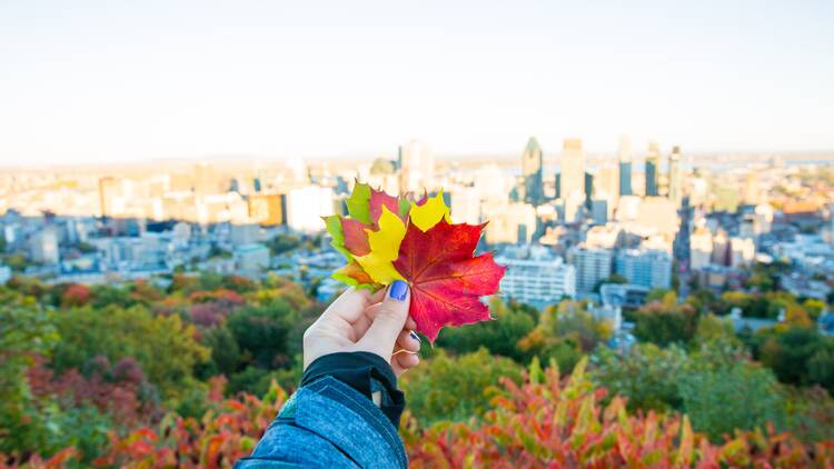 Take in the best fall foliage in and around Montreal