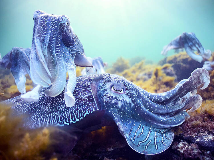 The Blue Planet (2001)