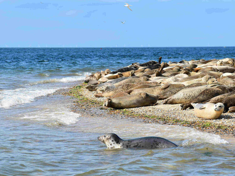Blakeney Point