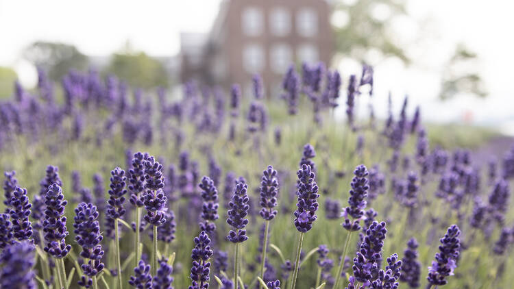 NYC Lavender Field