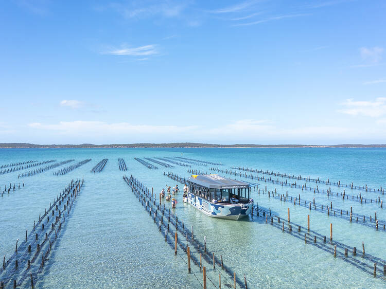 Snack on fresh oysters in the middle of the sea