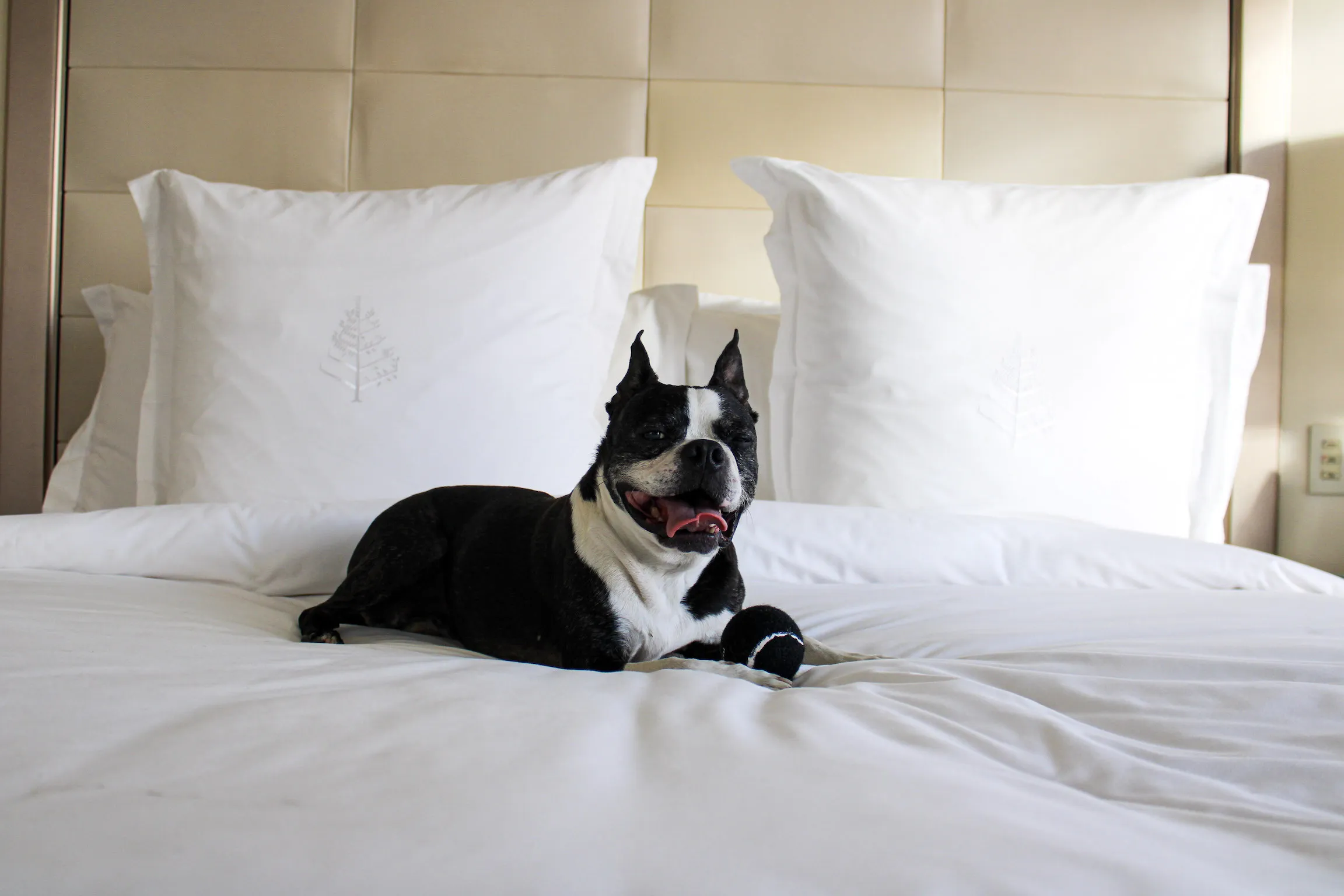 Bowie at the Four Seasons Baltimore