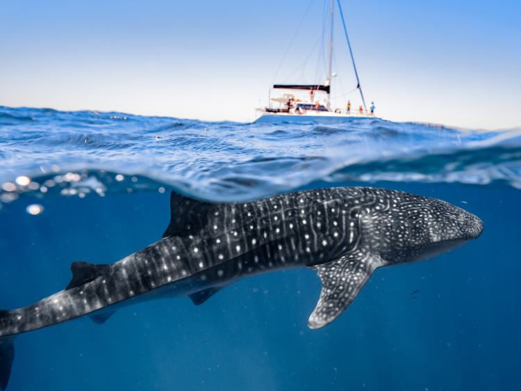 Swim with whale sharks at Ningaloo Reef