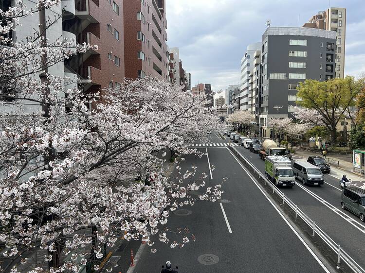 Meiji-dori street in Hiroo, Shibuya