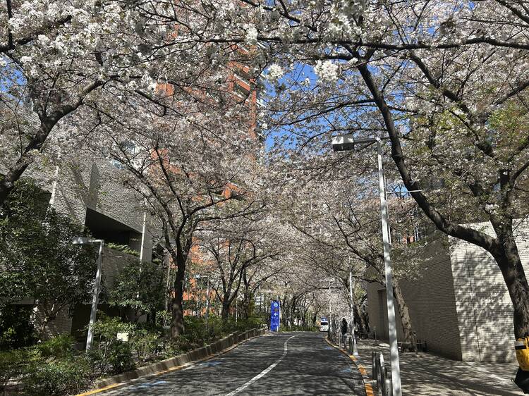 Sakurazaka, Roppongi
